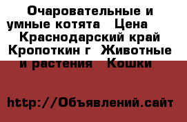 Очаровательные и умные котята › Цена ­ 1 - Краснодарский край, Кропоткин г. Животные и растения » Кошки   